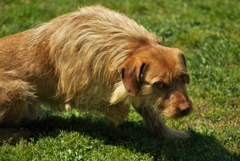Brown Shaggy Dog