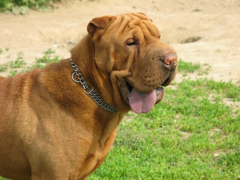 Brown Shar-pei Dog — Calm, Afternoon