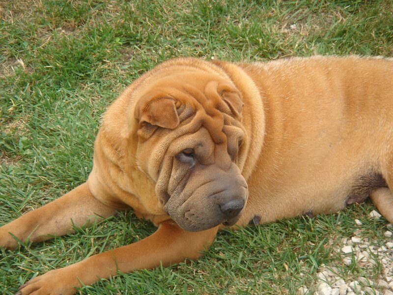 Brown Shar-pei Dog — Calm