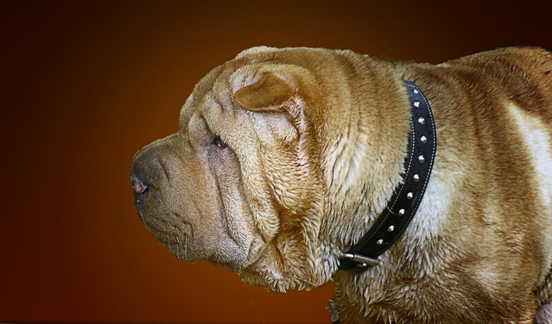 Brown Shar-pei Dog — Dramatic