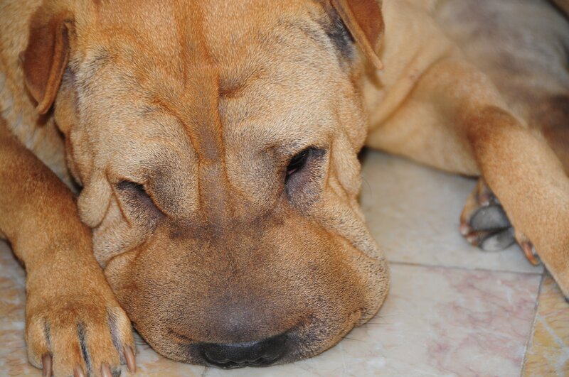 Brown Shar-pei Dog
