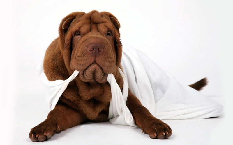 Brown Shar Pei Puppy — Calm, Photograph