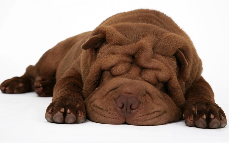 Brown Shar Pei Puppy — Calm
