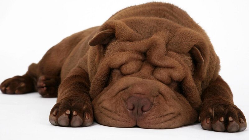 Brown Shar Pei Puppy — Peaceful