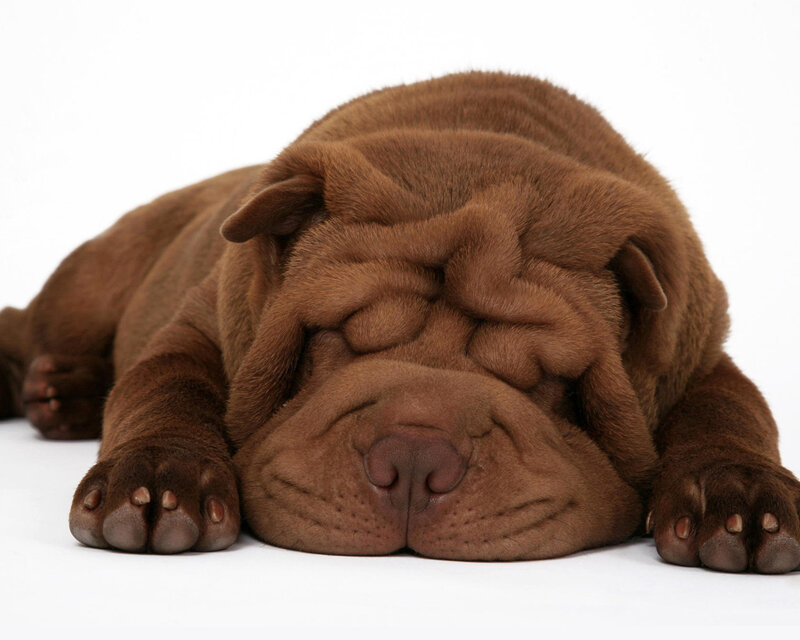 Brown Shar-pei Puppy