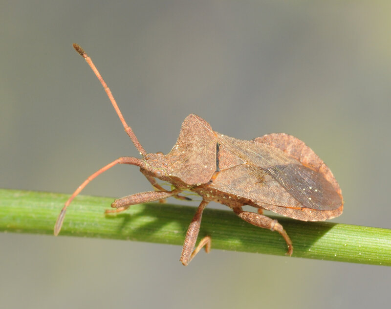 brown shield bug on a stem