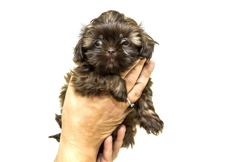 Brown Shih Tzu Puppy