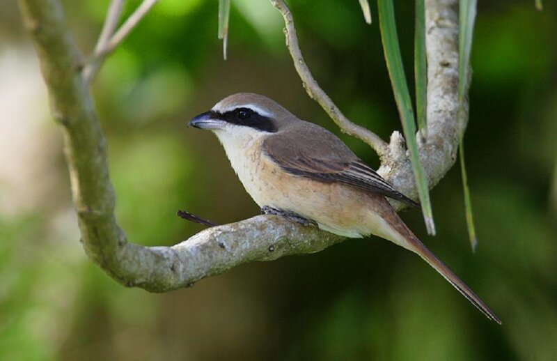 Brown Shrike Perched