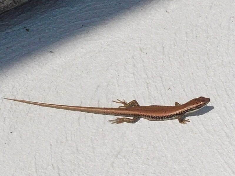 Brown Skink Lizard