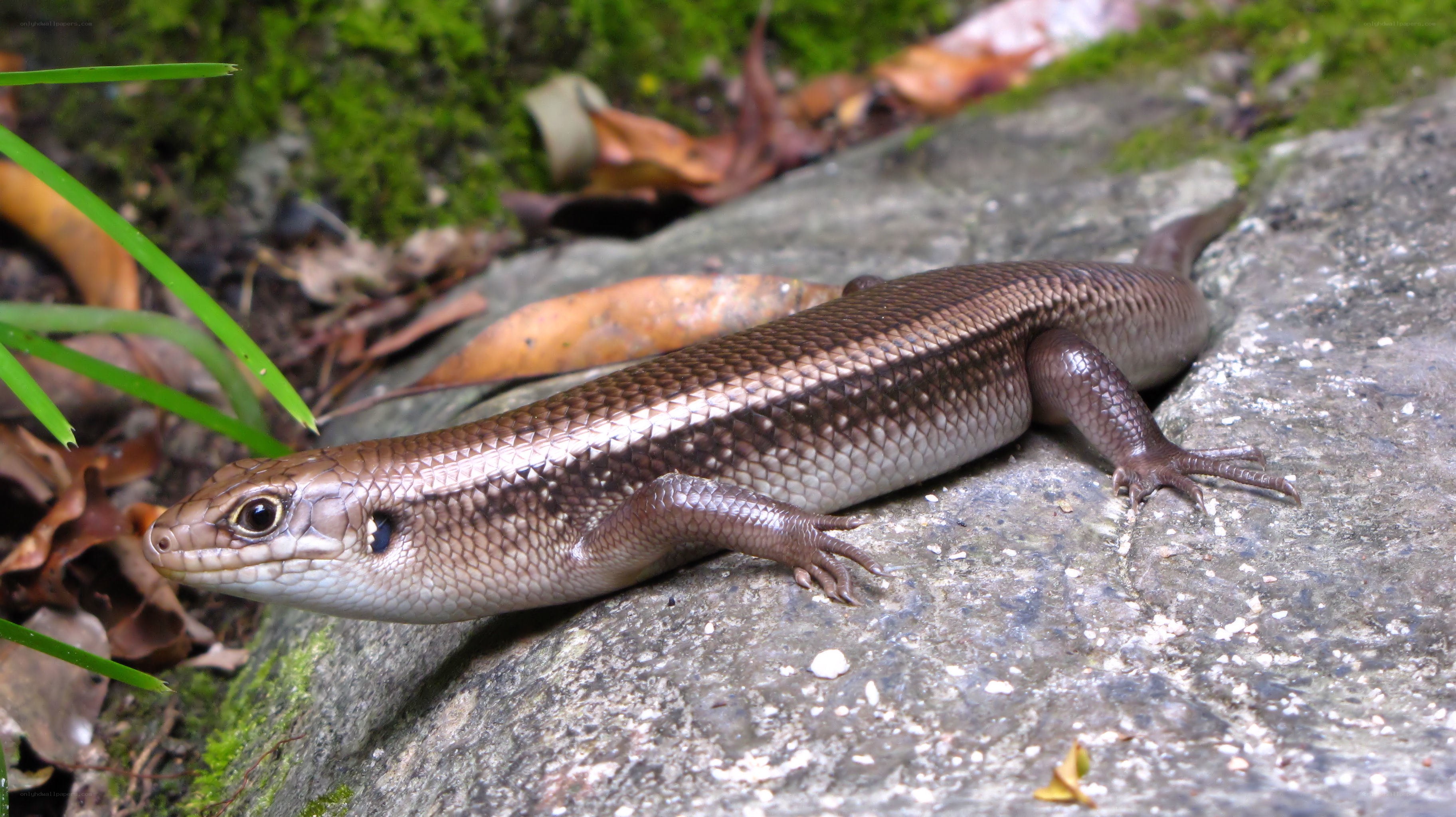 brown skink on a rock