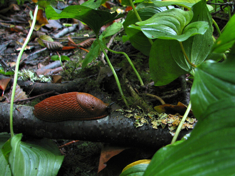 Brown Slug on Log