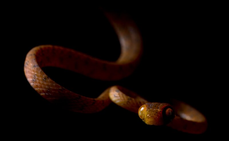 Brown Snake Coiled — Dramatic