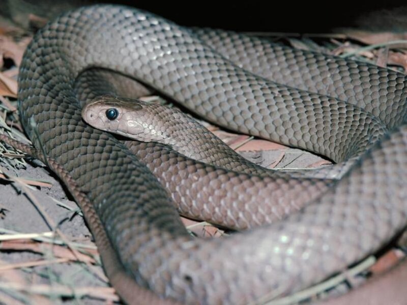 Brown Snake Coiled