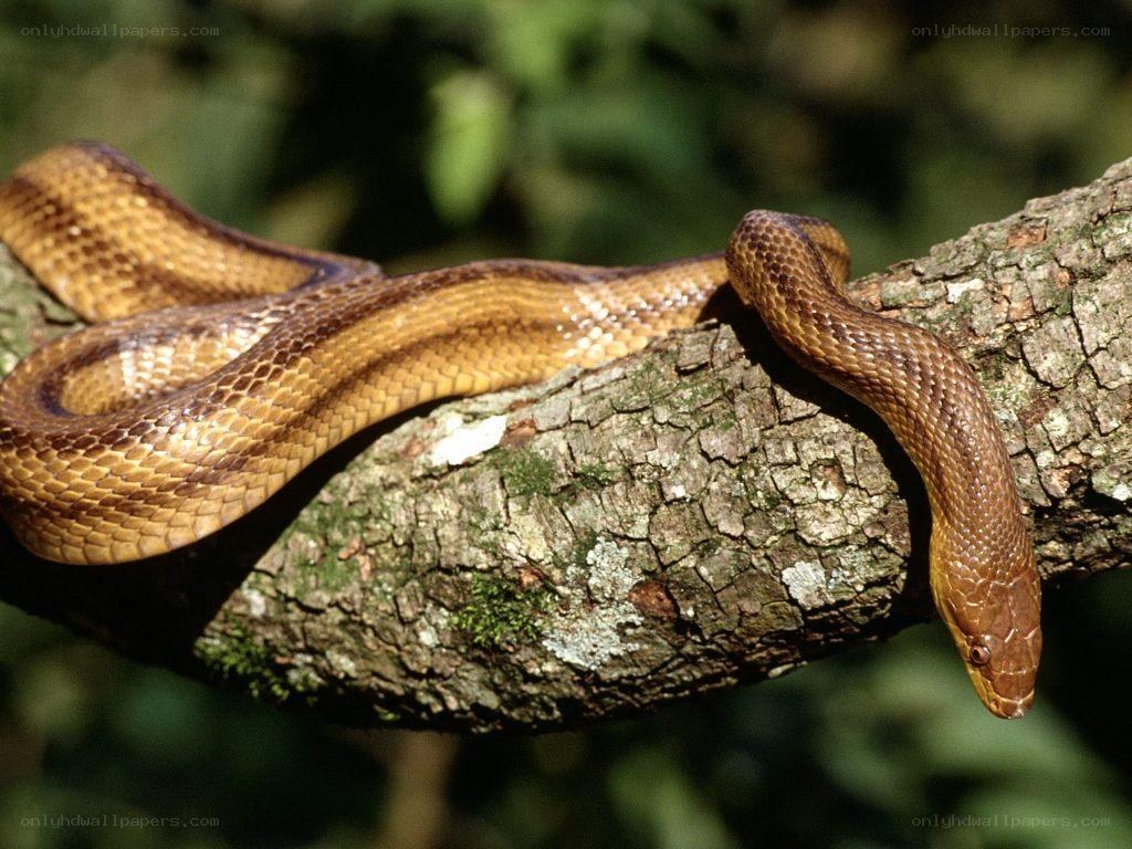 brown snake on a tree branch