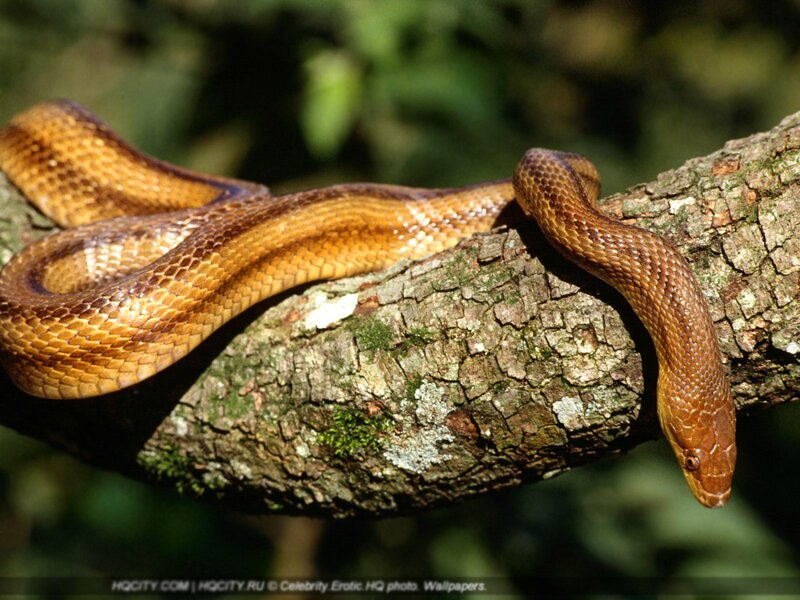 brown snake on a tree branch