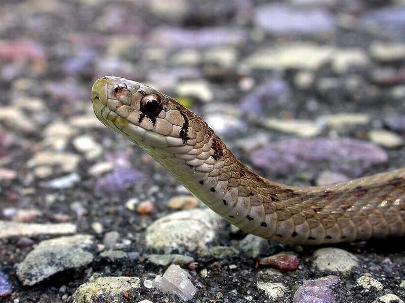 Brown Snake on Ground