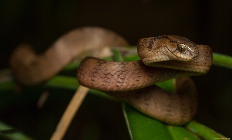 Brown Snake on Leaf
