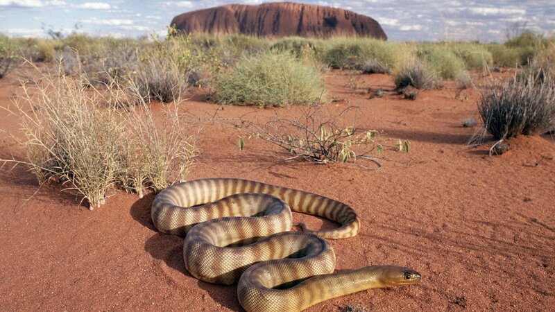 Brown Snake on Red Sand — Arid, Afternoon, Photograph, Uluru