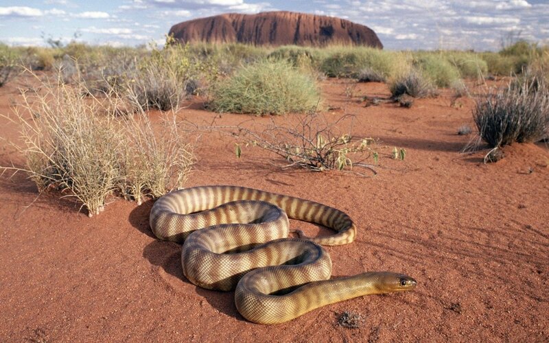 Brown Snake on Red Sand