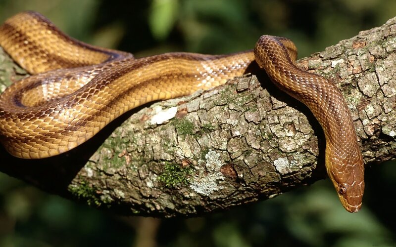 Brown Snake on Tree Branch — Natural