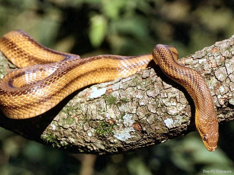 Brown Snake on Tree Branch