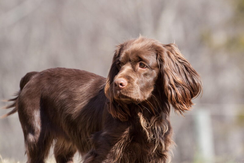 Brown Spaniel Dog