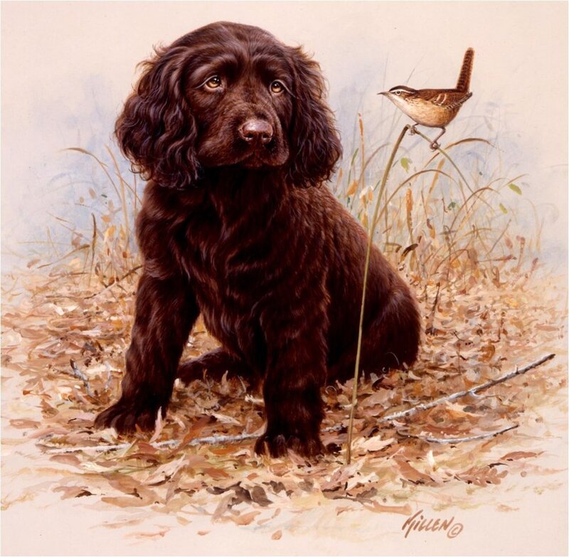 Brown Spaniel Puppy