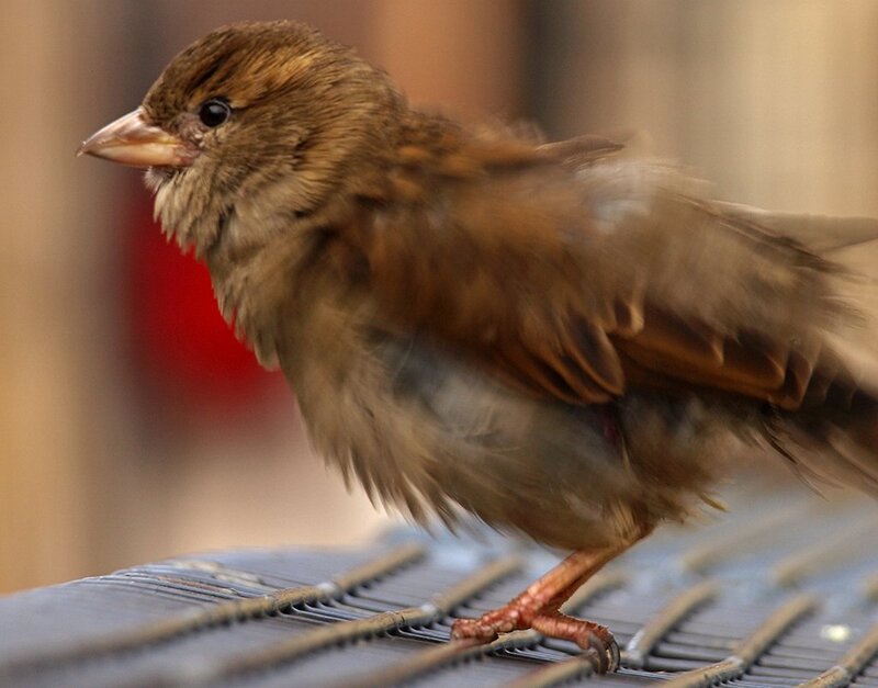 Brown Sparrow Bird