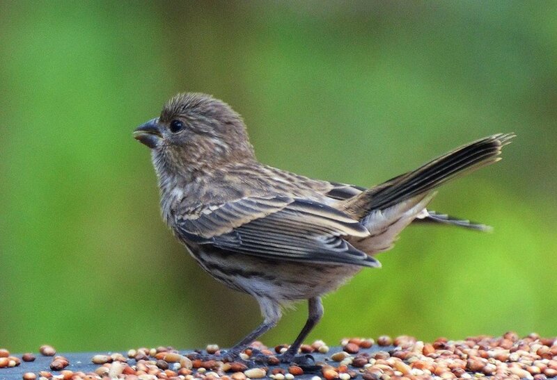 Brown Sparrow on Seeds