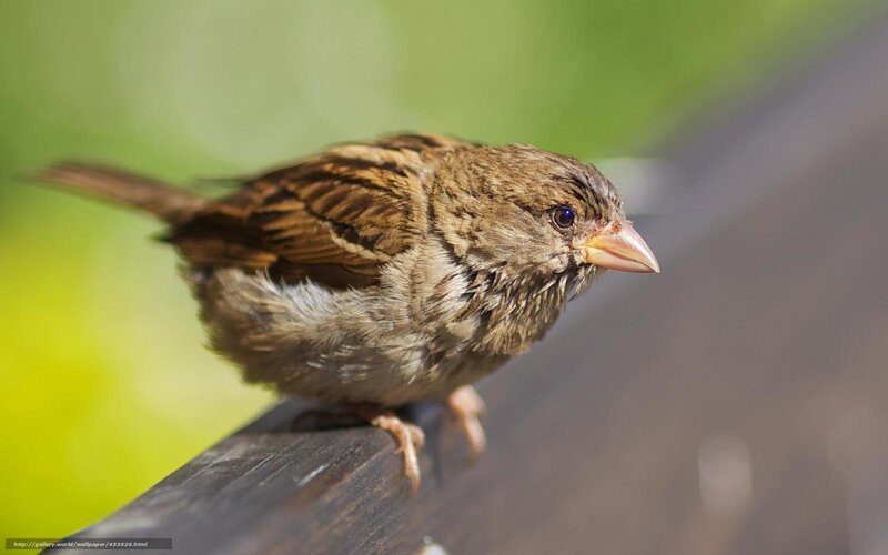 Brown Sparrow Perched