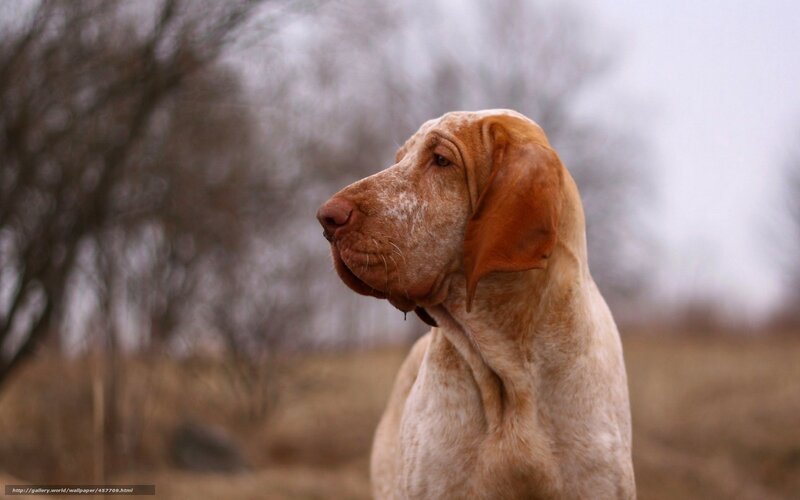 Brown Speckled Dog — Calm, Autumn