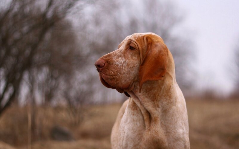 Brown Speckled Dog — Calm