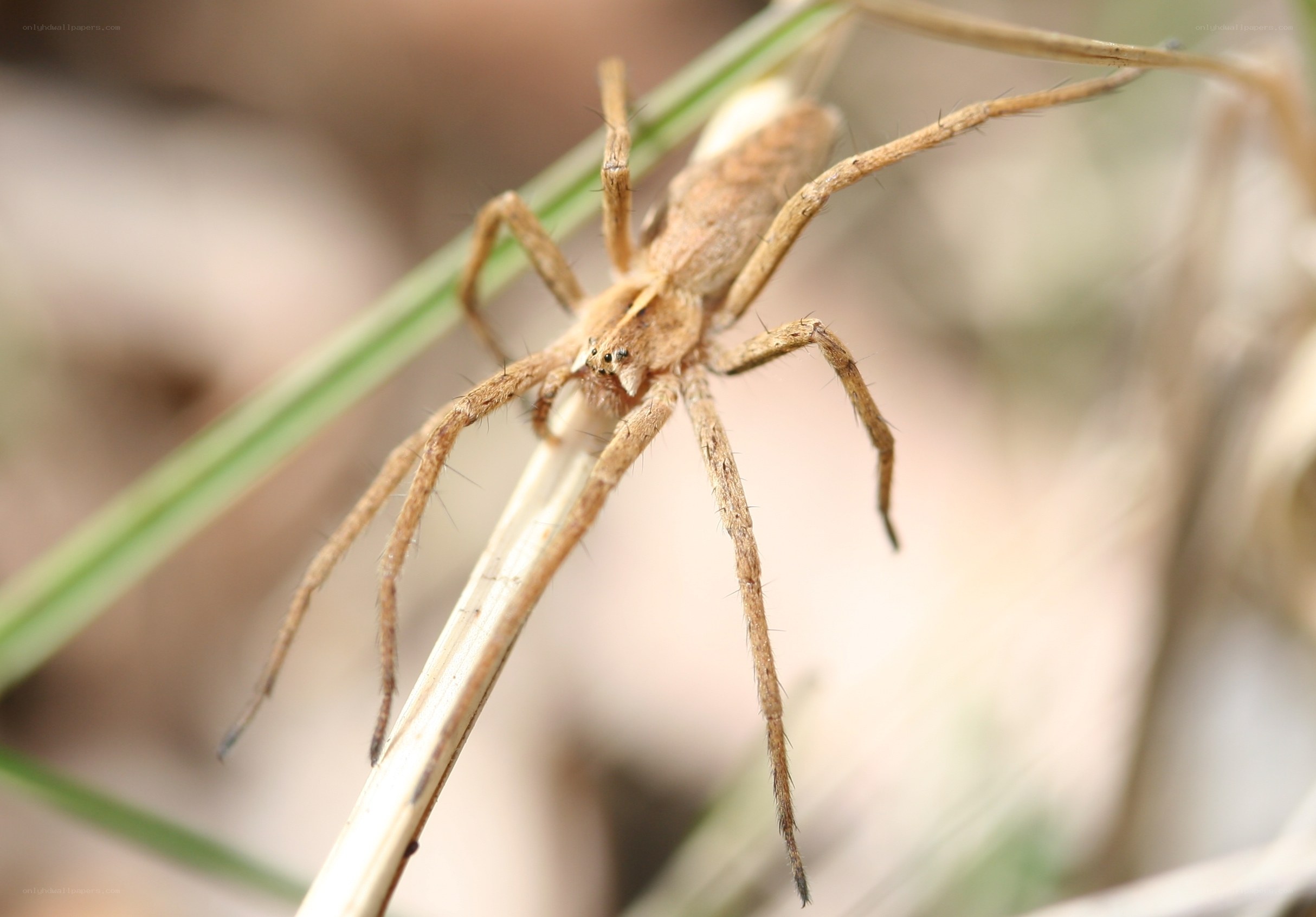 brown spider on a plant stem