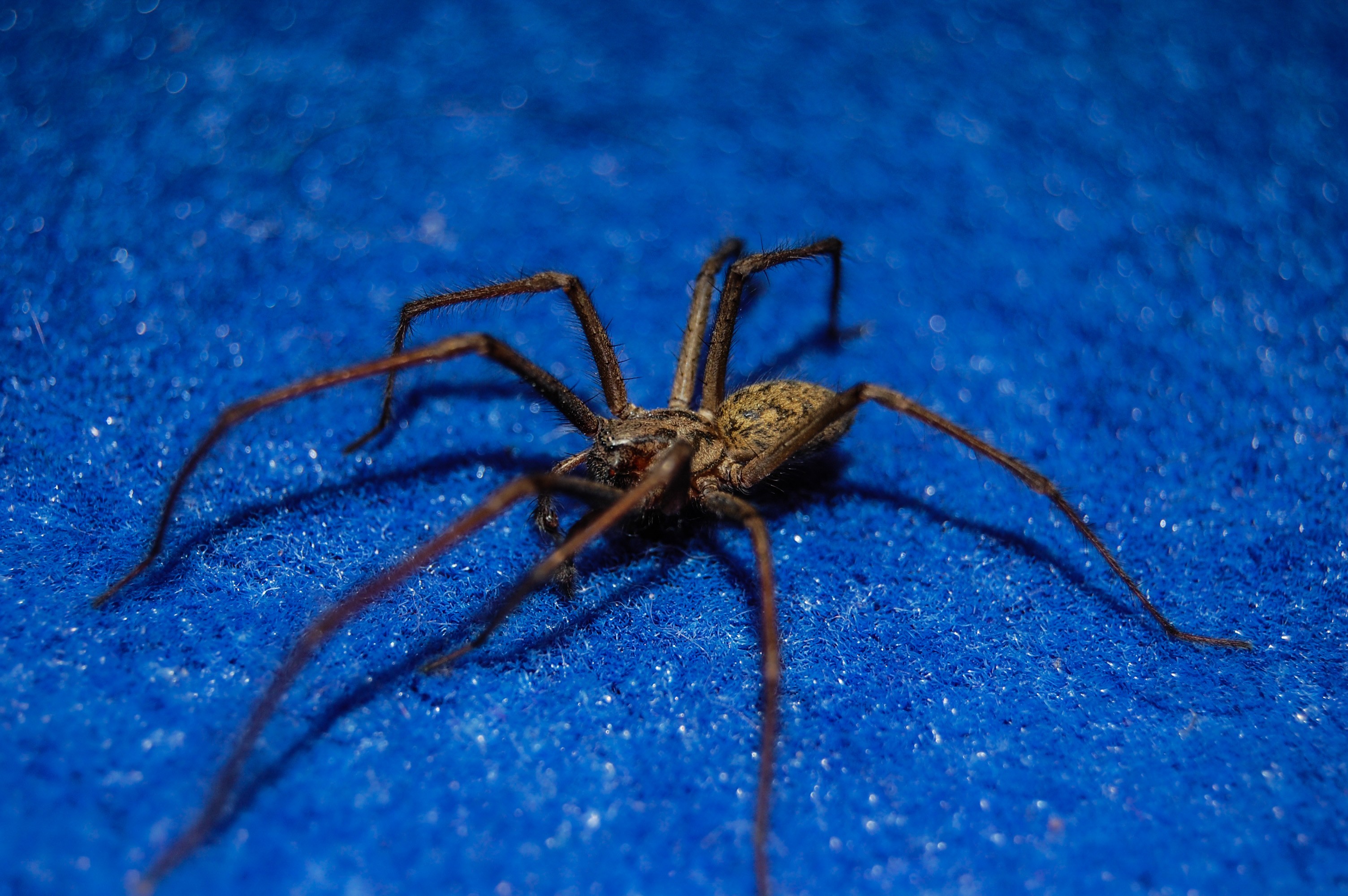 brown spider on blue surface