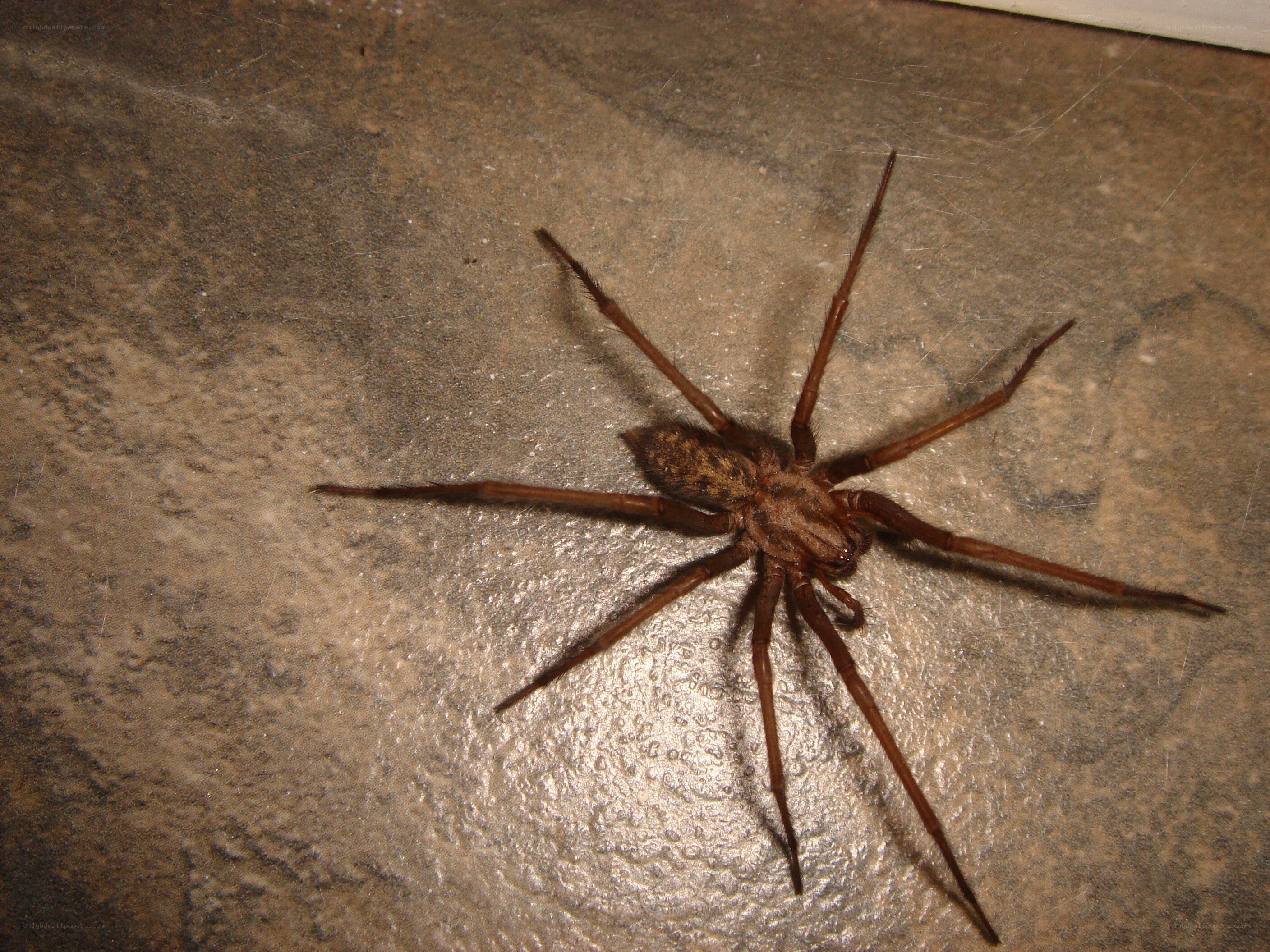 brown spider on concrete