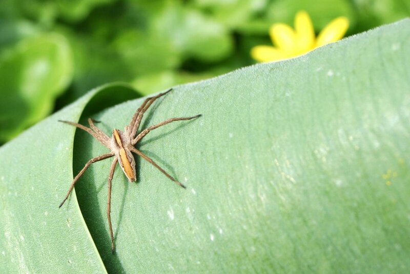 Brown Spider on Leaf — Green, Natural, Afternoon, Photograph, Flower, Yellow
