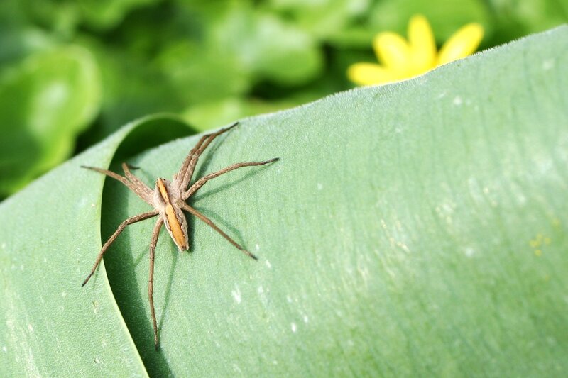 Brown Spider on Leaf — Green, Natural, Afternoon