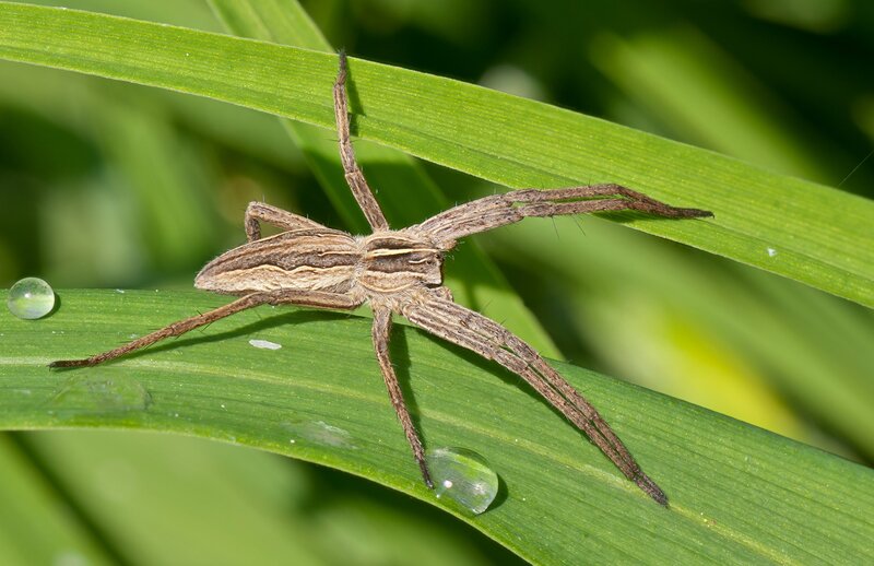 Brown Spider on Leaf — Green, Natural, Morning