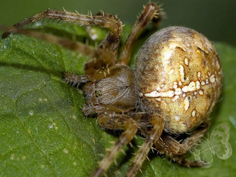 Brown Spider on Leaf — Green, Natural, Photograph, Web