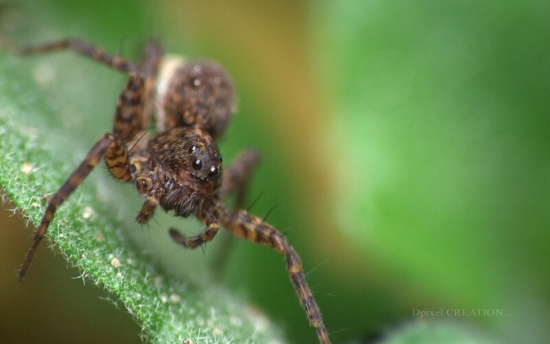 Brown Spider on Leaf — Green
