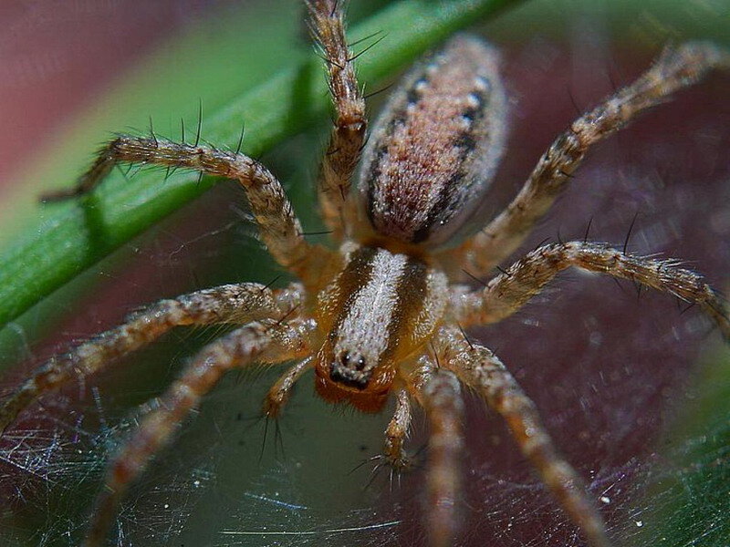 Brown Spider on Leaf