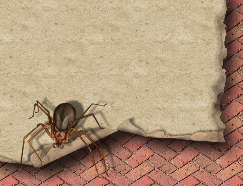 Brown Spider on Paper