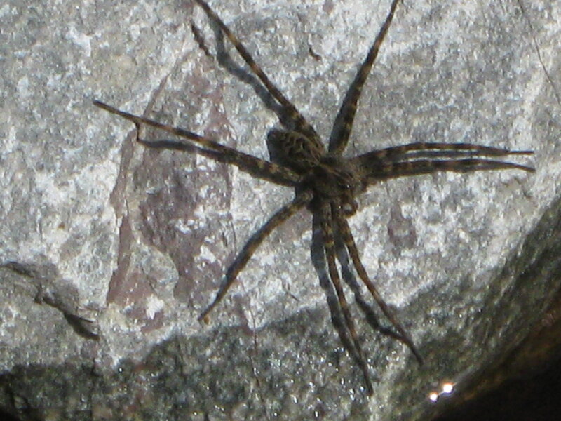 Brown Spider on Rock