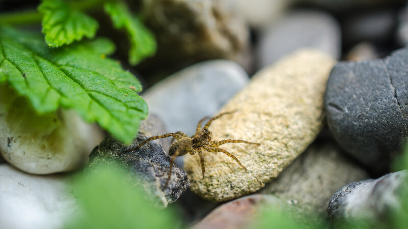 Brown Spider on Rocks