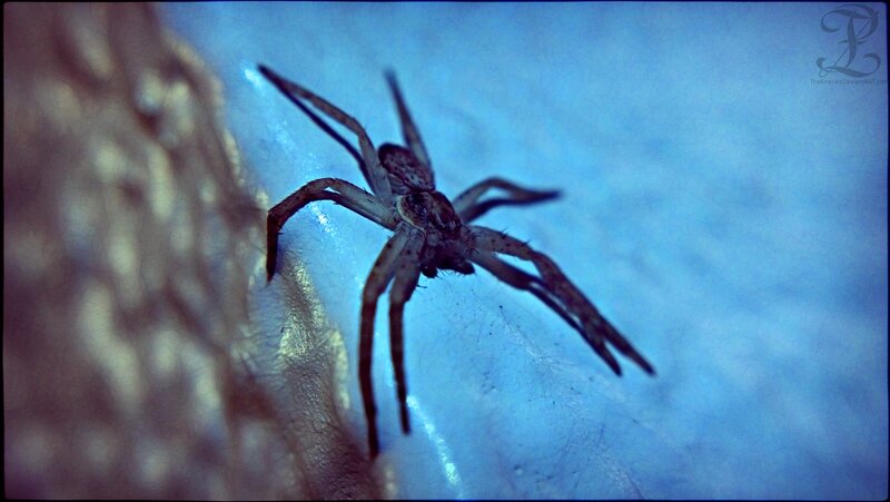 Brown Spider on Skin