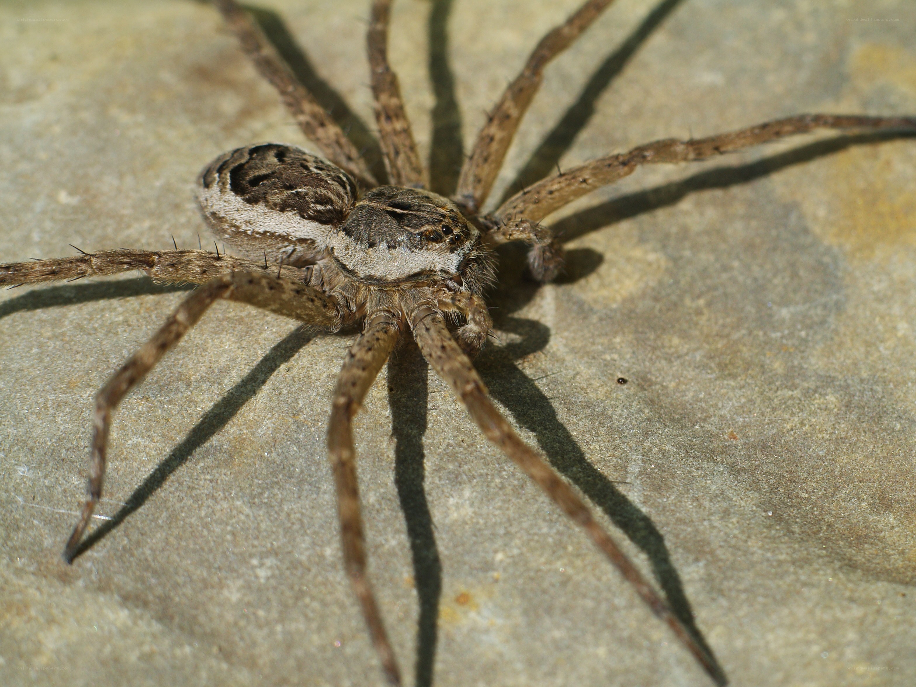 brown spider on stone surface