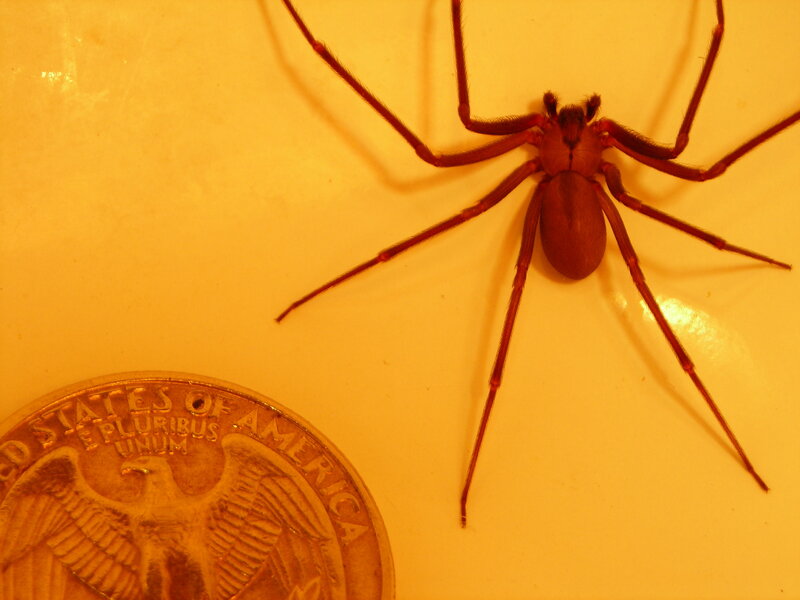 Brown Spider on Surface
