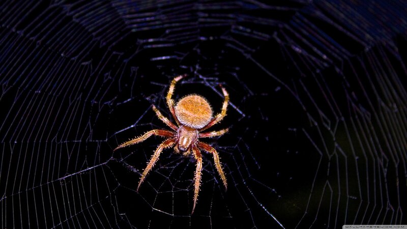 Brown Spider on Web — Black