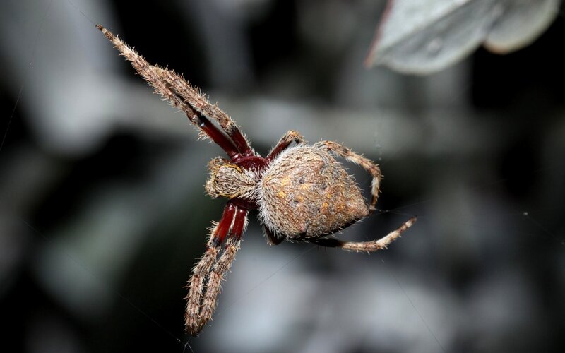 Brown Spider on Web — Natural, Photograph