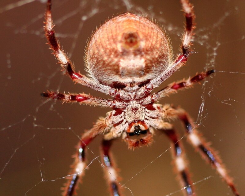 Brown Spider on Web — Neutral